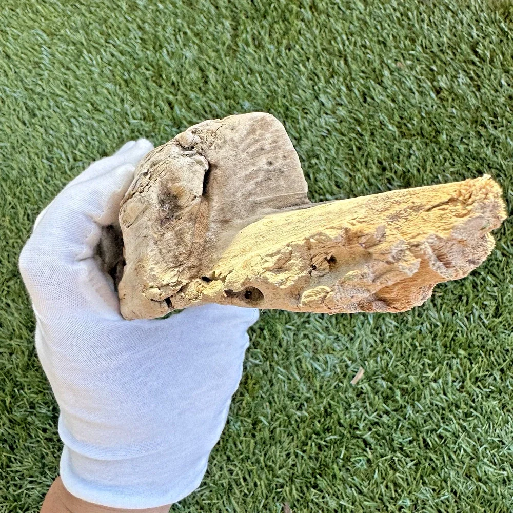 2 Natural Driftwood Pieces California Coast Rustic Beach Decor Aquarium Art